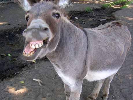 بالفيديو.. ” الزراعة “: تصدير 10 آلاف حمار مصري للصين سنويًا