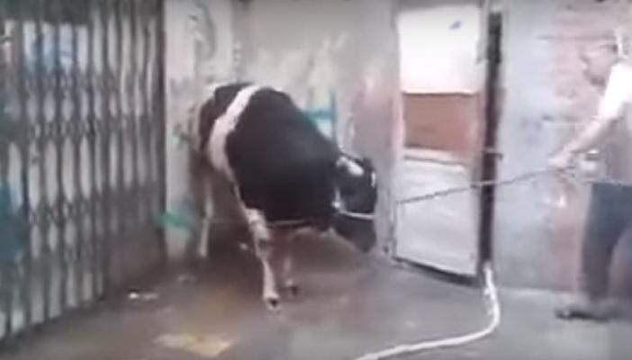 بالفيديو.. عجل هائج يسقط جزارًا بضربة قاضية في الصدر