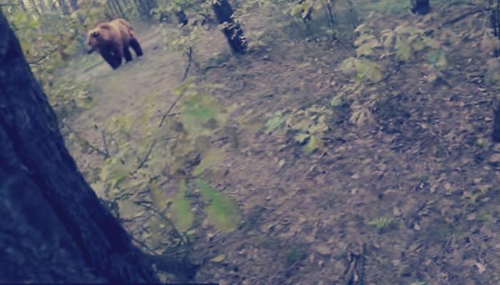 مقطع فيديو يصور دبًا يطارد شابًا يحصد أكثر من 6 ملايين مشاهدة