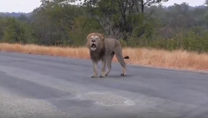 بالفيديو.. أسد يبكي كالأطفال بعد طرده من القبيلة