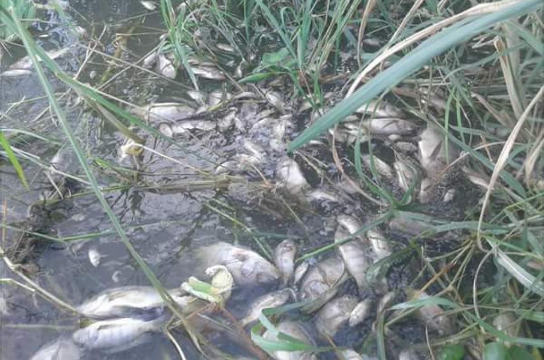 11 أزمة تواجه محافظ الإسكندرية الجديد.. تعرف إليها