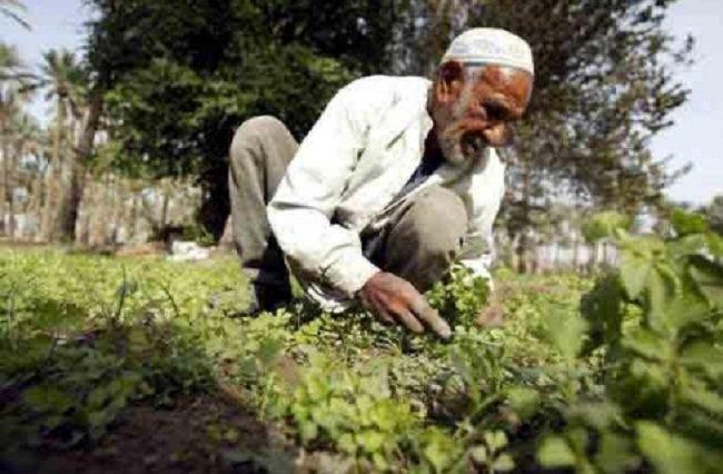 نقابة الغزل والنسيج: رفع الدعم عن القطن يشرد 2 مليون عامل