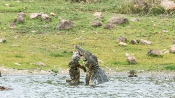 بالفيديو| مشهد نادر :تمساح يقتل شقيقه ويلتهم جثته