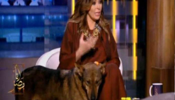 التليفزيون المصري يقود حملات لإنقاذ الكلاب