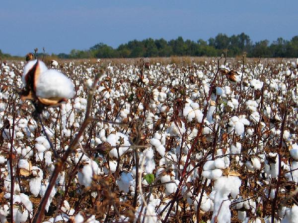 الفلاحون: رفع الدعم عن القطن مسمار في نعش الزراعة والصناعة