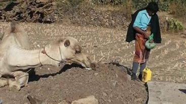 بالفيديو| جمل يجلس بجوار قبر صاحبه ويبكي عليه لأيام