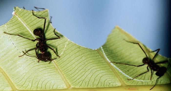 اكتشاف نبات مفترس يتغذى على النمل