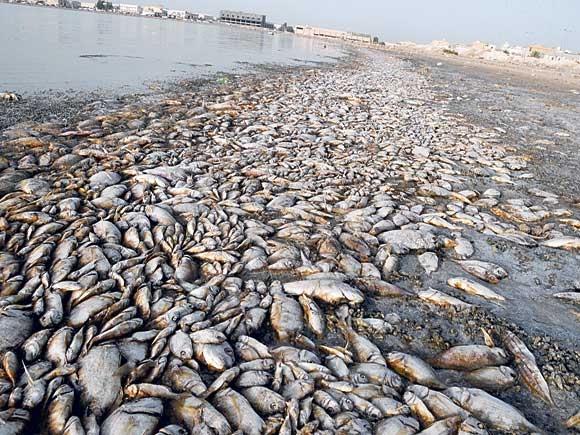 “صيادين السويس” تتقدم ببلاغات ضد “سوميد” بسبب تلوث الخليج