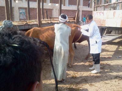 الحرية والعدالة بأسوان تستكمل حملة “معًا نبني مصر” بالقوافل البيطرية