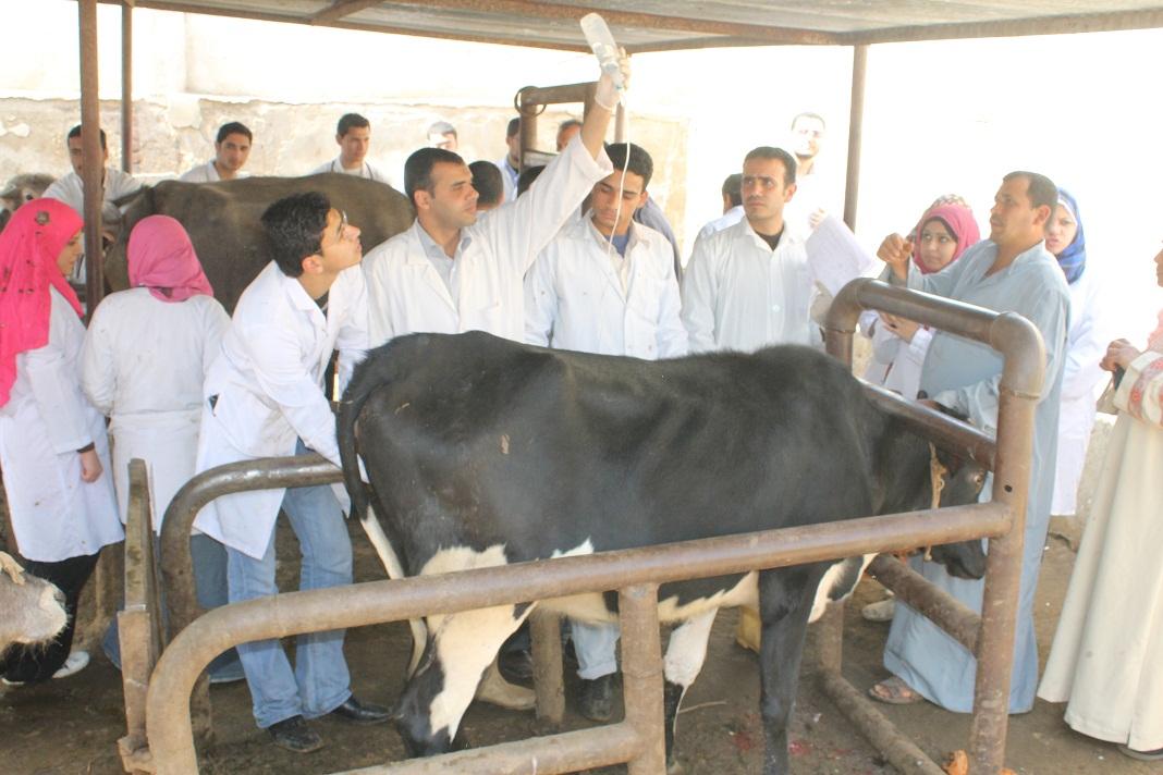 “الزراعة” تطالب المربين بتحصين رؤوس الماشية ضد الحمى القلاعية