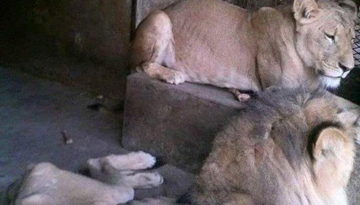 حديقة حيوان الجيزة تكشف حقيقة الصور المنشورة عن مجاعة الأسود