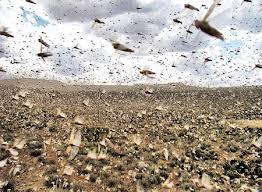 استمرار جهود مكافحة “الجراد” بقنا