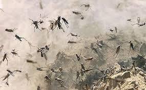 الشرقية تشكل غرف عمليات لمتابعة أسراب الجراد