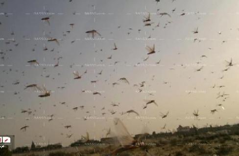 فلاحو السويس يهاجمون الإدارة الزراعية بسبب الجراد