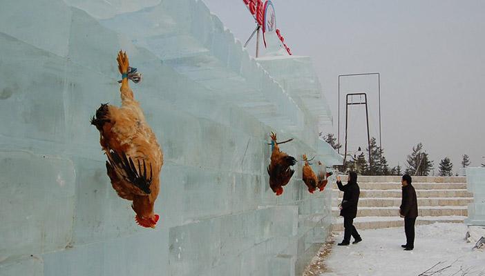 مدينة أسترالية تقرر قتل الديوك الشاردة لأنها “مزعجة”