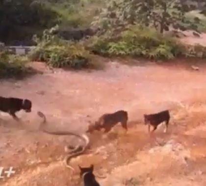 بالفيديو.. صراع بين كوبرا و5 كلاب مفترسة