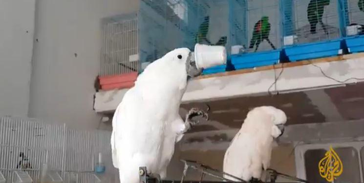 بالفيديو.. ببغاوان نادران يدمنان شرب القهوة في غزة