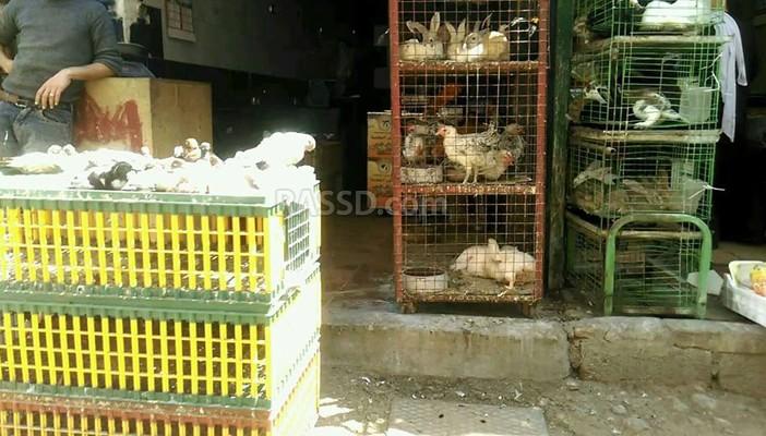 عزوف أهالي بني سويف عن شراء الدواجن لارتفاع أسعارها