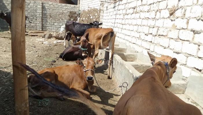 فلاحو الفيوم: الأمراض وارتفاع أسعار العلف سبب جنون اللحوم