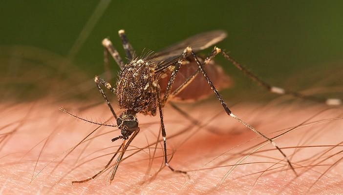 خبراء: أمراض البعوض القاتلة تهدد بريطانيا