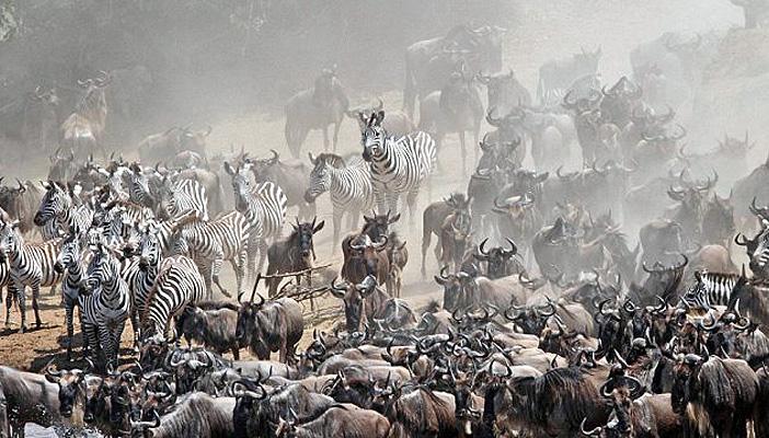 دراسة: إمكانية الاستعانة بالحيوانات البرية في التنبؤ بالزلازل