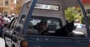 تمشيط كافة الميادين للكشف عن المتفجرات تحسبا لتظاهرات دعم السيسى