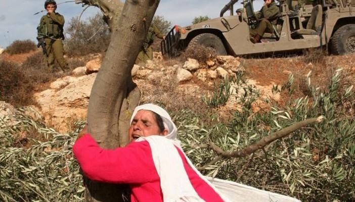 يوم الأرض الفلسطيني.. باقون ما بقي الزعتر والزيتون