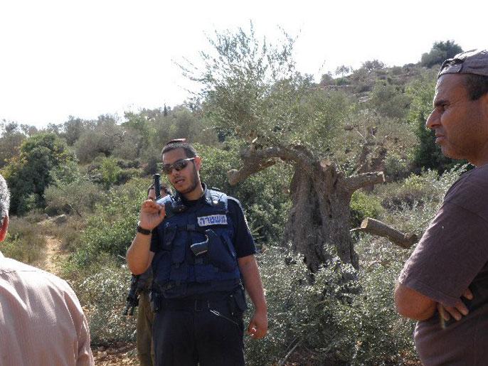 مستوطنون صهاينة يحرقون أشجارًا زتيون معمرة بنابلس