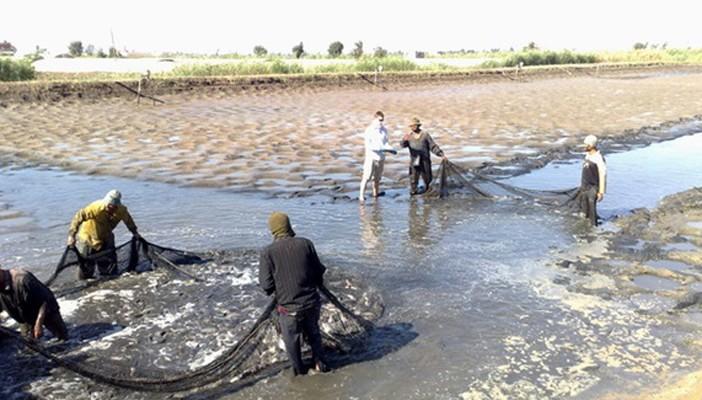 الرياح تشل الحياة في كفر الشيخ