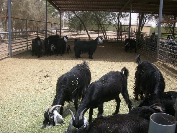 الزراعة تطلق الإجراءات التنفيذية  لبرنامج “صحة الحيوان”