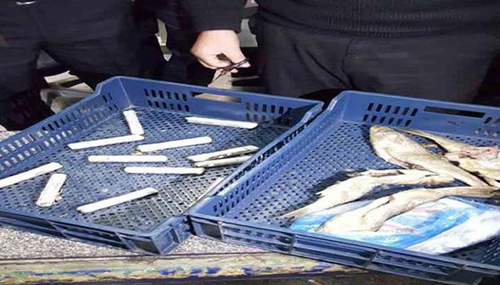 بالصور.. القبض على مصري يهرب “حشيش” داخل أحشاء الأسماك