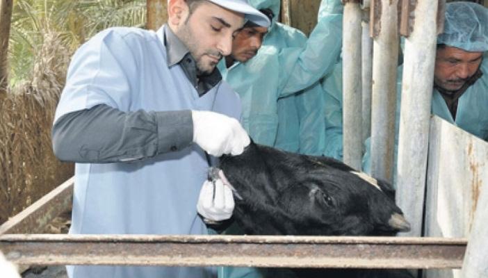 إحباط محاولة إدخال ماشية مصابة بمرض “اللسان الأزرق” إلى مصر