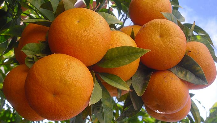 روسيا ترفض تسلم 100 طن برتقال مصري تالف