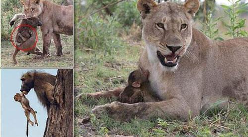 بالصور..أنثى أسد ترعى قرد رضيع بعد مقتل أمه