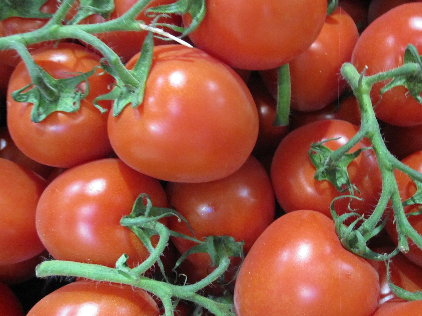 رئيس شعبة المحاصيل الزراعية لـ”رصد”: أزمة الطماطم موسمية