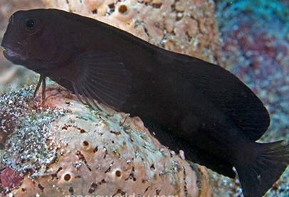 سُمّ الأسماك “البليني”.. مسكن الآلام القادم