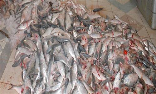ضبط 5.5 أطنان من الدواجن والأسماك الفاسدة بالجيزة