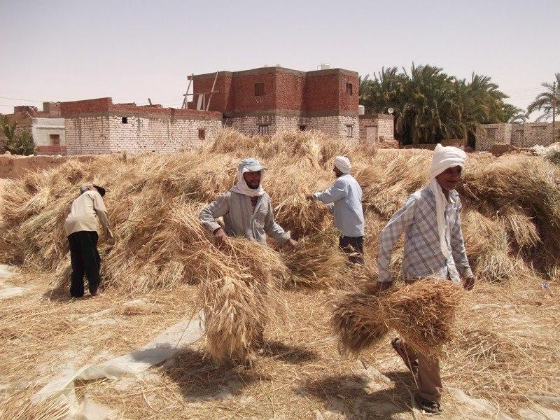 بالصور..بدء موسم حصاد القمح بالوادى الجديد