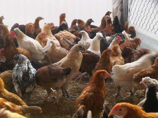 ارتفاع أسعار الدواجن 25% الفترة القادمة بسبب غلاء الأعلاف