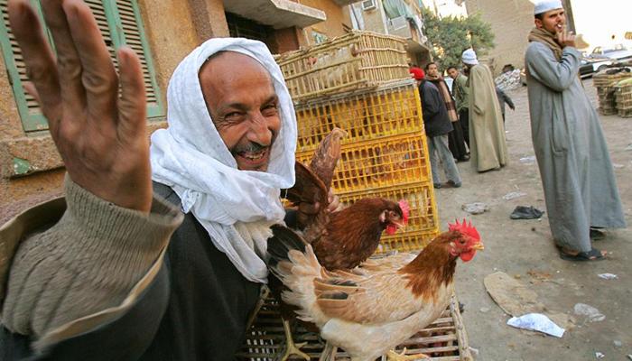 المونيتور: الحكومة المصرية مُقصرة في احتواء انفلونزا الطيور