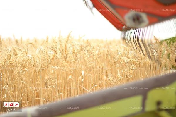 الأقصر تنجح في زيادة محصول القمح إلى 48 ألف فدان