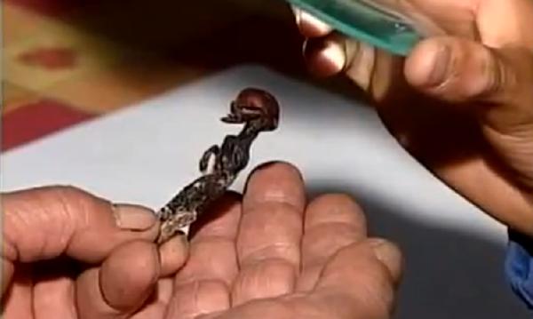 بالفيديو.حل لغز جثة لكائن شبيه بالإنسان بتشيلي