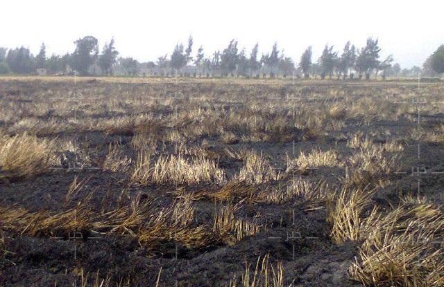 النور : حرق القمح مؤامرة على وزير التموين