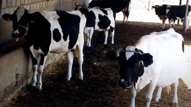 امتناع أستراليا عن تصدير اللحوم لمصر بسبب”ڤيديو” !