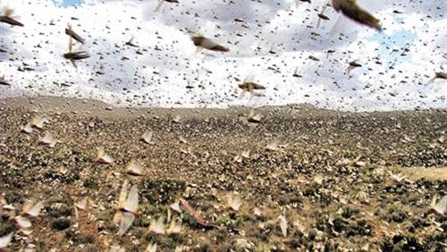 إسرائيل تفشل في وقف الجراد القادم من مصر