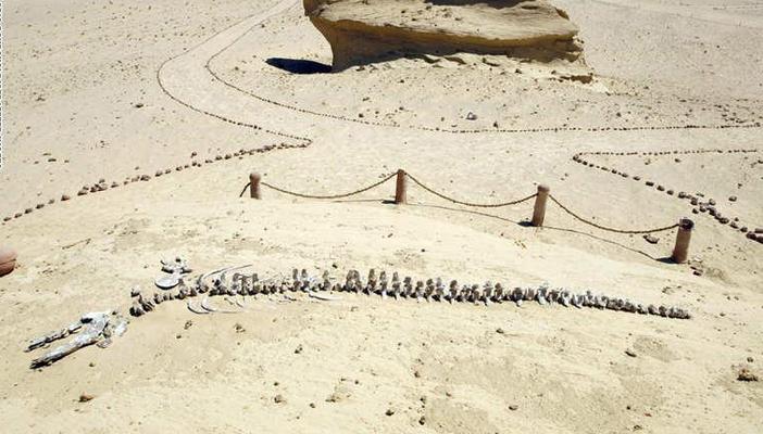 الكشف عن أكبر حوت سار على وجه الأرض.. عاش في مصر قبل 40 مليون سنة