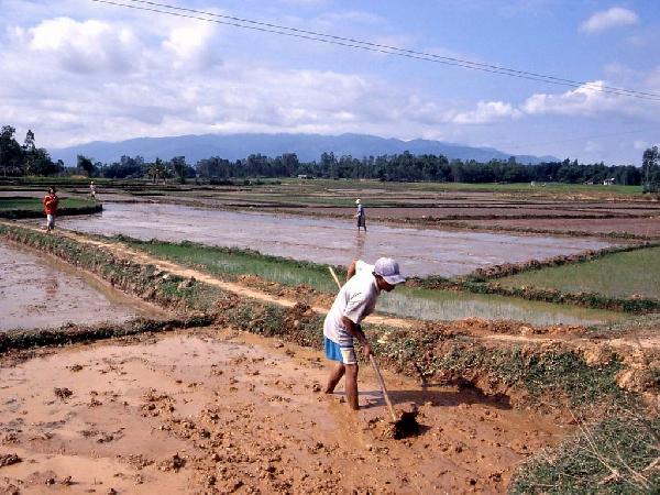 منع زراعة “الأرز” بالوادي الجديد لاستهلاكها الكبير للمياه