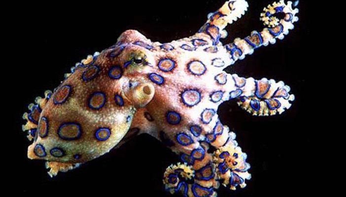 من الحلزون إلى الضفدع الأصفر.. بالفيديو.. أخطر 10 حيوانات وحشرات مميتة