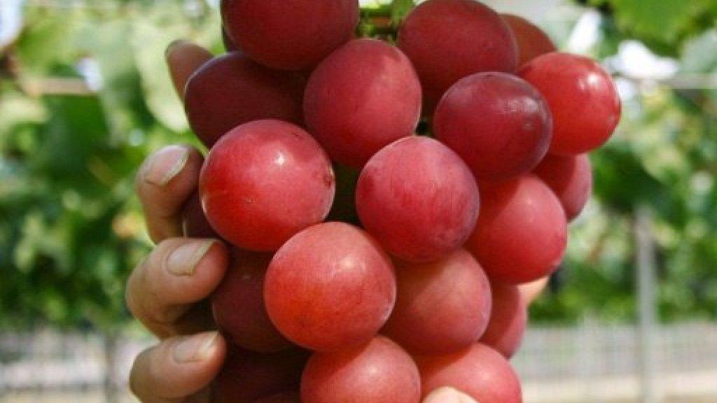 10 آلاف دولار لسعر عنقود عنب في اليابان