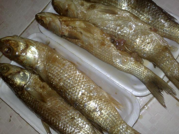 شعبة الأسماك: ارتفاع أسعار السمك البوري خلال العيد